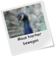 Maus hierher bewegen